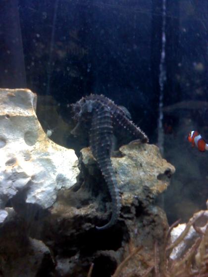 saltwater fish - hippocampus erectus - black seahorse stocking in 30 gallons tank - My horses staring down their food (live Ghost Shrimp)  I swear that goes on for at least 5 minutes, sometimes 15 minutes before they eat it.  It's beyond me why the shrimp always just stares back at them instead of running. haha.
