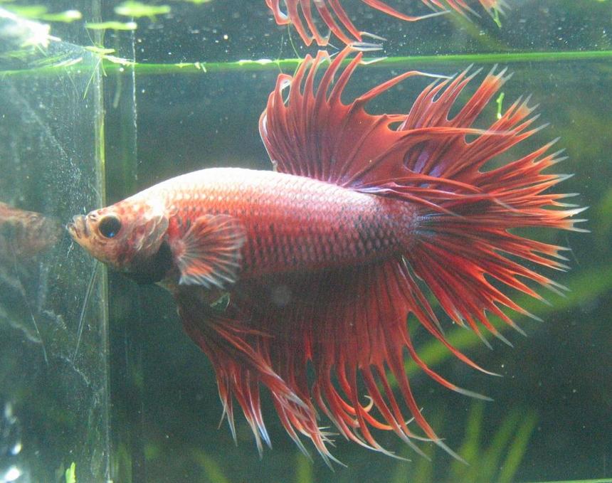 Rated #76: Freshwater Fish - Betta Splendens - Crown Tail Betta Stocking In 77 Gallons Tank - Crowntail Betta