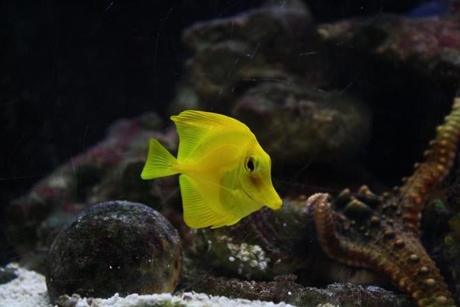 saltwater fish - zebrasoma flavescens - yellow tang - hawaii stocking in 29 gallons tank - yellow tang A.K.A- BuBbLes RIP