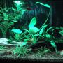 20 gallons planted tank (mostly live plants and fish) - 02-28-2009 - Updated picture with more plants and 6 goldfish being used to speed up cycling process.