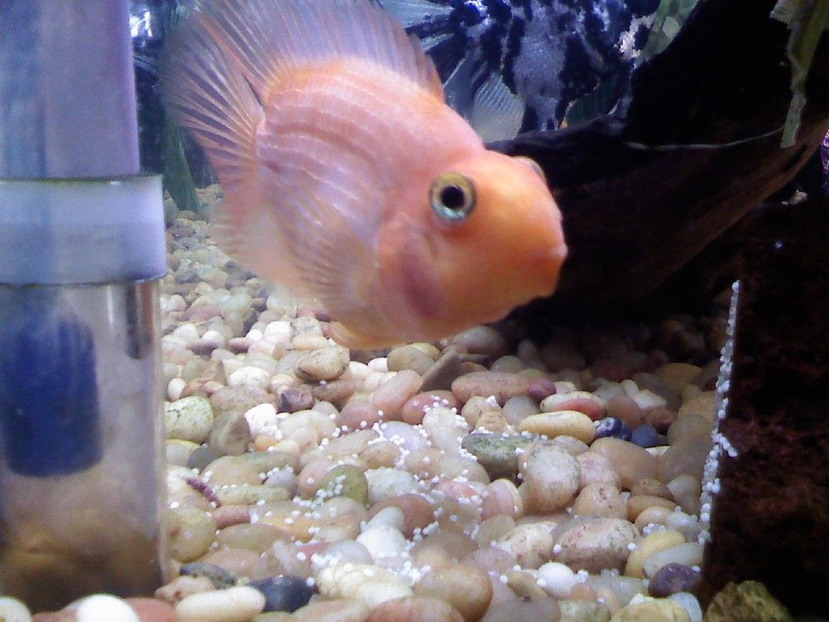 freshwater fish - heros severus x amphilophus citrinellum - blood parrot stocking in 46 gallons tank - My blood parrot just laid eggs, obviously there's no babies as I only have 1 blood parrot.