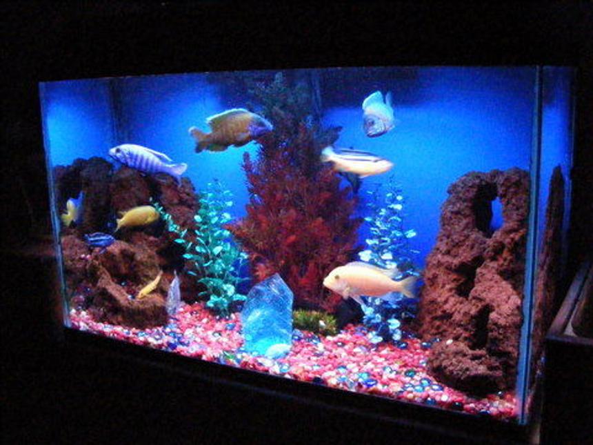 Rated #231: 72 Gallons Freshwater Fish Tank - A night view of my 29G cichlid tank