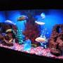 72 gallons freshwater fish tank (mostly fish and non-living decorations) - A night view of my 29G cichlid tank