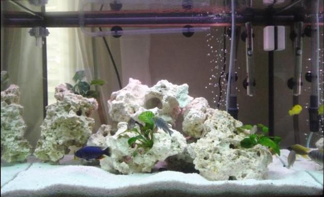 freshwater fish - pseudotropheus acei - acei cichlid stocking in 43 gallons tank - My one and Only, I have designed this aquarium for my much loved cichlids, as I tried to create a realistic environment in which is relative to their natural habitat. Thankyou for your vote and comments they are very much appreciated, have a nice day! :)