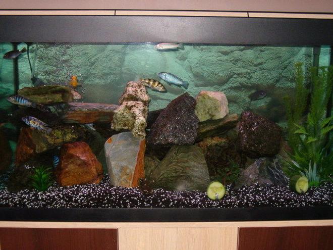 53 gallons freshwater fish tank (mostly fish and non-living decorations) - My recently added new Cichlids today. I now have 14 Mbuna Cichlids along with my Plec and I love them. I've also added a few plastic plants to brighten up the tank and I think it looks brilliant. What do you think?