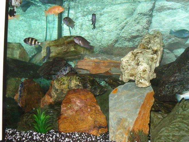 freshwater fish - neolamprologus sexfasciatus - gold sexfasciatus cichlid stocking in 53 gallons tank - My Mbuna Cichlids!!!