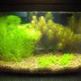 planted tank (mostly live plants and fish) - Three Gallon Upgraded Eclipse System