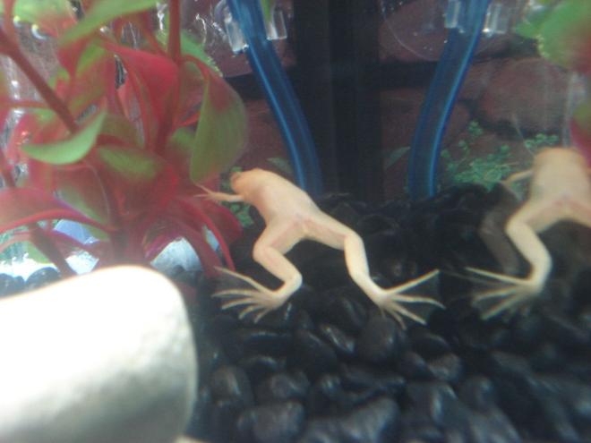 corals inverts - xenopus laevis - albino clawed frog stocking in 10 gallons tank - My Albino African Clawed Frog.