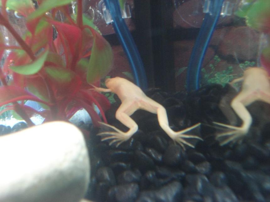 Rated #85: Corals Inverts - Xenopus Laevis - Albino Clawed Frog Stocking In 10 Gallons Tank - My Albino African Clawed Frog.