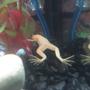corals inverts - xenopus laevis - albino clawed frog stocking in 10 gallons tank - My Albino African Clawed Frog.