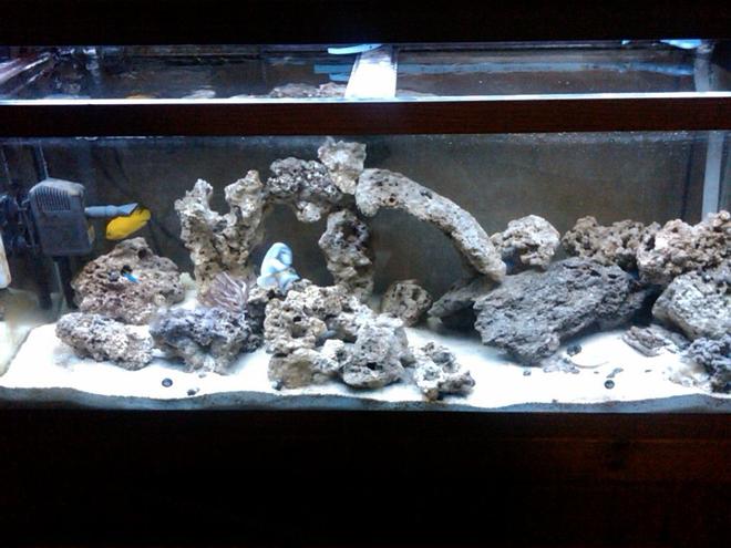 75 gallons saltwater fish tank (mostly fish, little/no live coral) - my tank