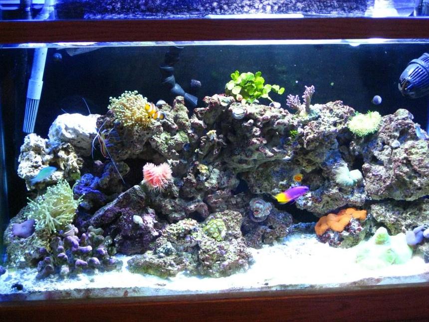 Rated #92: 29 Gallons Reef Tank - 4 1/2 months old