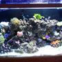 29 gallons reef tank (mostly live coral and fish) - 4 1/2 months old