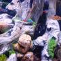 freshwater fish - paracheirodon innesi - neon tetra jumbo stocking in 55 gallons tank - some of my fish