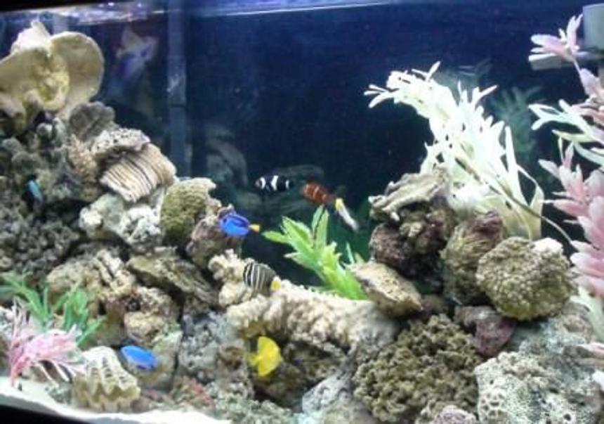 Rated #74: Saltwater Fish - Paracanthurus Hepatus - Blue Tang Stocking In 75 Gallons Tank - my 75  gallon Marine tank.