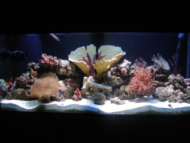 75 gallons reef tank (mostly live coral and fish) - 75 gallon reef tank with a little extra