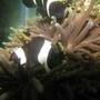 saltwater fish - amphiprion ocellaris var. - black and white ocellaris clownfish stocking in 55 gallons tank - My clowns