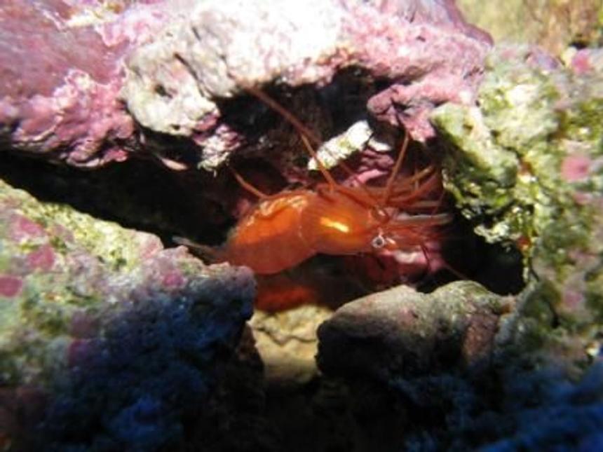 Rated #466: Corals Inverts - Lysmata Wurdemanni - Peppermint Shrimp Stocking In 55 Gallons Tank - Shrimp with eggs