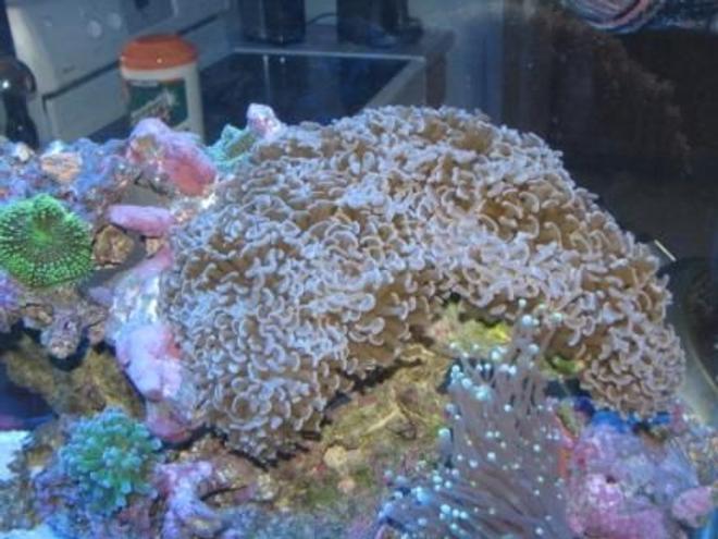corals inverts - euphyllia ancora - hammer / anchor coral stocking in 55 gallons tank - Hammer