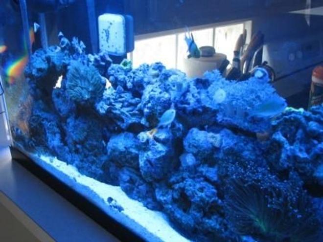 saltwater fish - chromis viridis - blue/green reef chromis stocking in 55 gallons tank - The tank at dawn