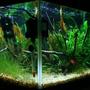 10 gallons planted tank (mostly live plants and fish) - side view