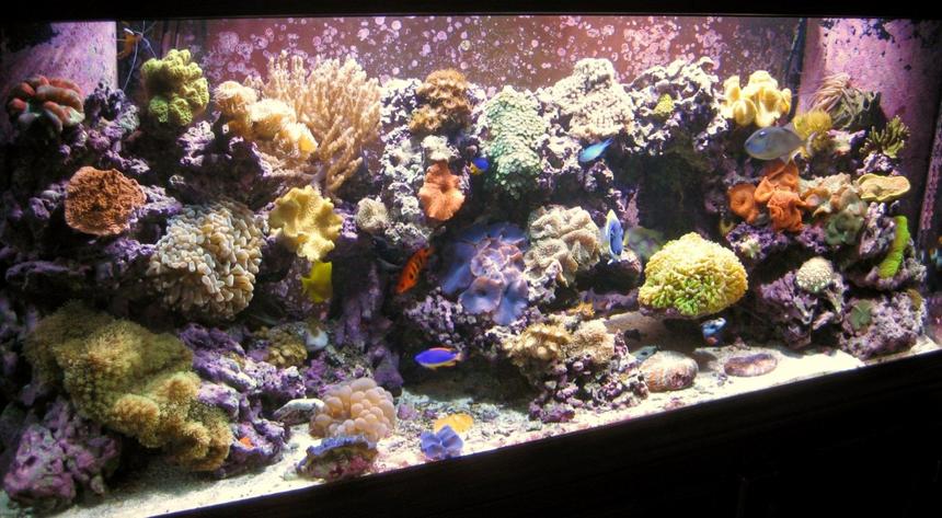 Rated #16: 120 Gallons Reef Tank - latest pic as of Mar 3rd