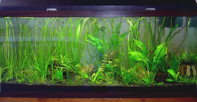 55 gallons planted tank (mostly live plants and fish) - 55g tropical FW planted tank. Still young, but lookin' good!