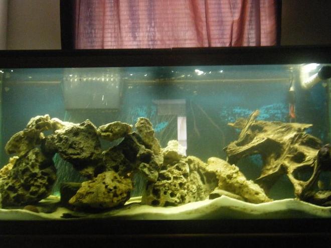55 gallons freshwater fish tank (mostly fish and non-living decorations) - new setup.