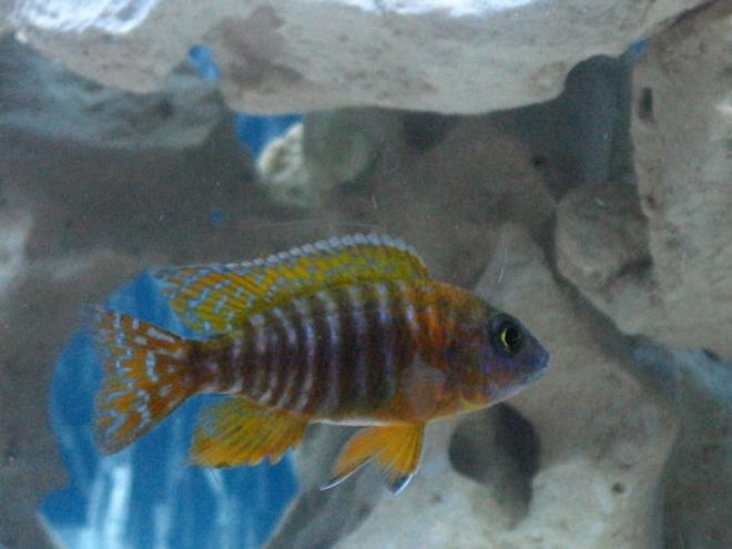 freshwater fish - aulonocara sp. - german red peacock stocking in 72 gallons tank - my little german red peacock.