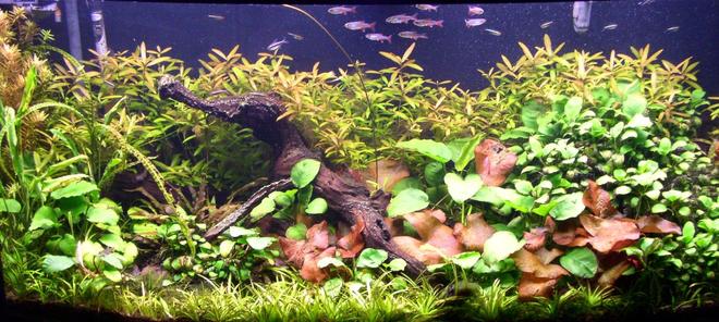 125 gallons planted tank (mostly live plants and fish) - 72 Gallon Bowfront, hardwater plants