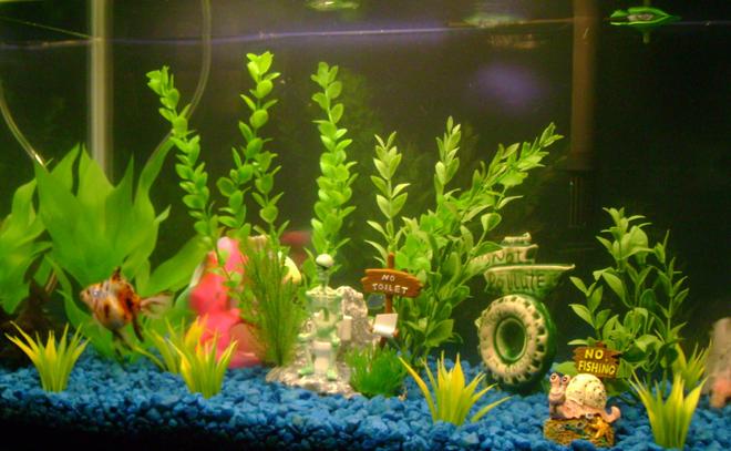 freshwater fish - carassius auratus - fantail goldfish, calico stocking in 10 gallons tank - 1 bubbler, 1 rock, 1 large plant, 2 medium plants, 1 small plant, 6 little buches, 2 faintailed golfish 1 white and the other calico, and 1 black moore