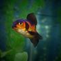 freshwater fish - carassius auratus - oranda goldfish stocking in 29 gallons tank - My little Black and Red Oranda!