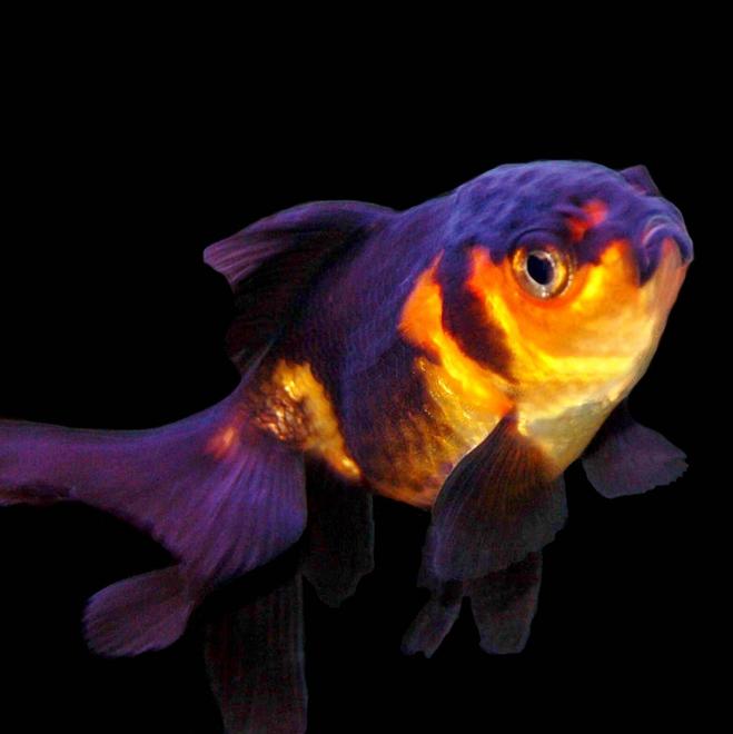 freshwater fish - carassius auratus - black oranda goldfish stocking in 29 gallons tank - Red and Black Oranda