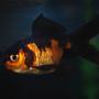 freshwater fish - carassius auratus - black oranda goldfish stocking in 29 gallons tank - Finny my Oranda
