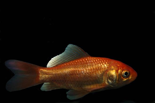 freshwater fish - carassius auratus - goldfish stocking in 29 gallons tank - Common Gold won at a fair