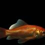 freshwater fish - carassius auratus - goldfish stocking in 29 gallons tank - Common Gold won at a fair