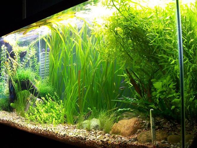 55 gallons planted tank (mostly live plants and fish) - 1 month old 55 gal. planted tank, my first one!