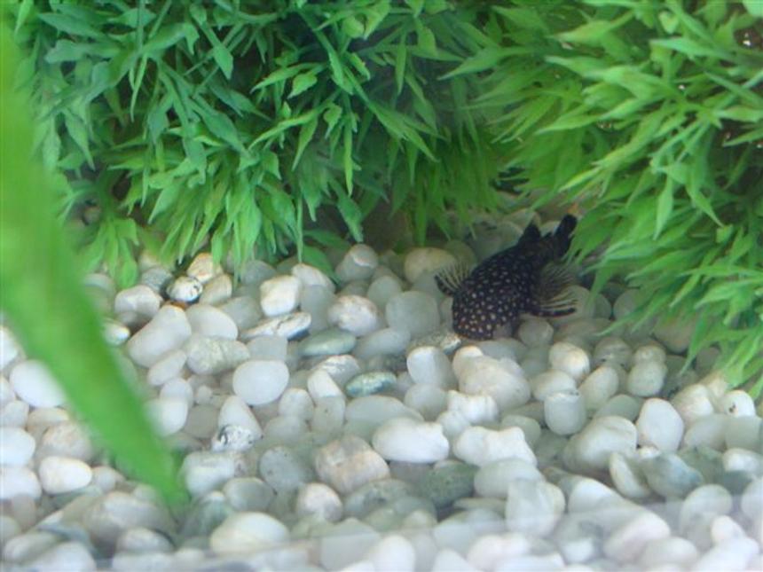 Rated #1475: Freshwater Fish - Ancistrus Sp. - Bristle-nose Catfish Stocking In 10 Gallons Tank - This is one of my two Bristle Nosed Catfish