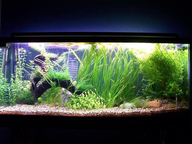 55 gallons planted tank (mostly live plants and fish) - 55gal. first time