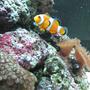 saltwater fish - amphiprion percula - true percula clownfish stocking in 30 gallons tank - 75 l nano with 2 clownfish 1 hawkfish some mushies