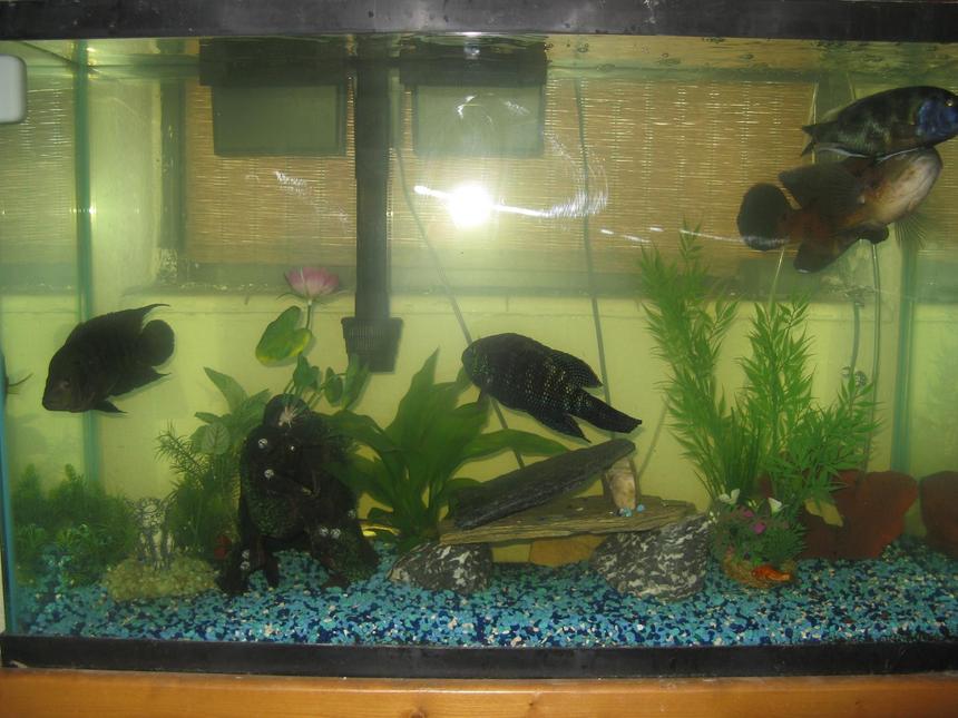 Rated #3768: 45 Gallons Freshwater Fish Tank - 45 Gallon Tank