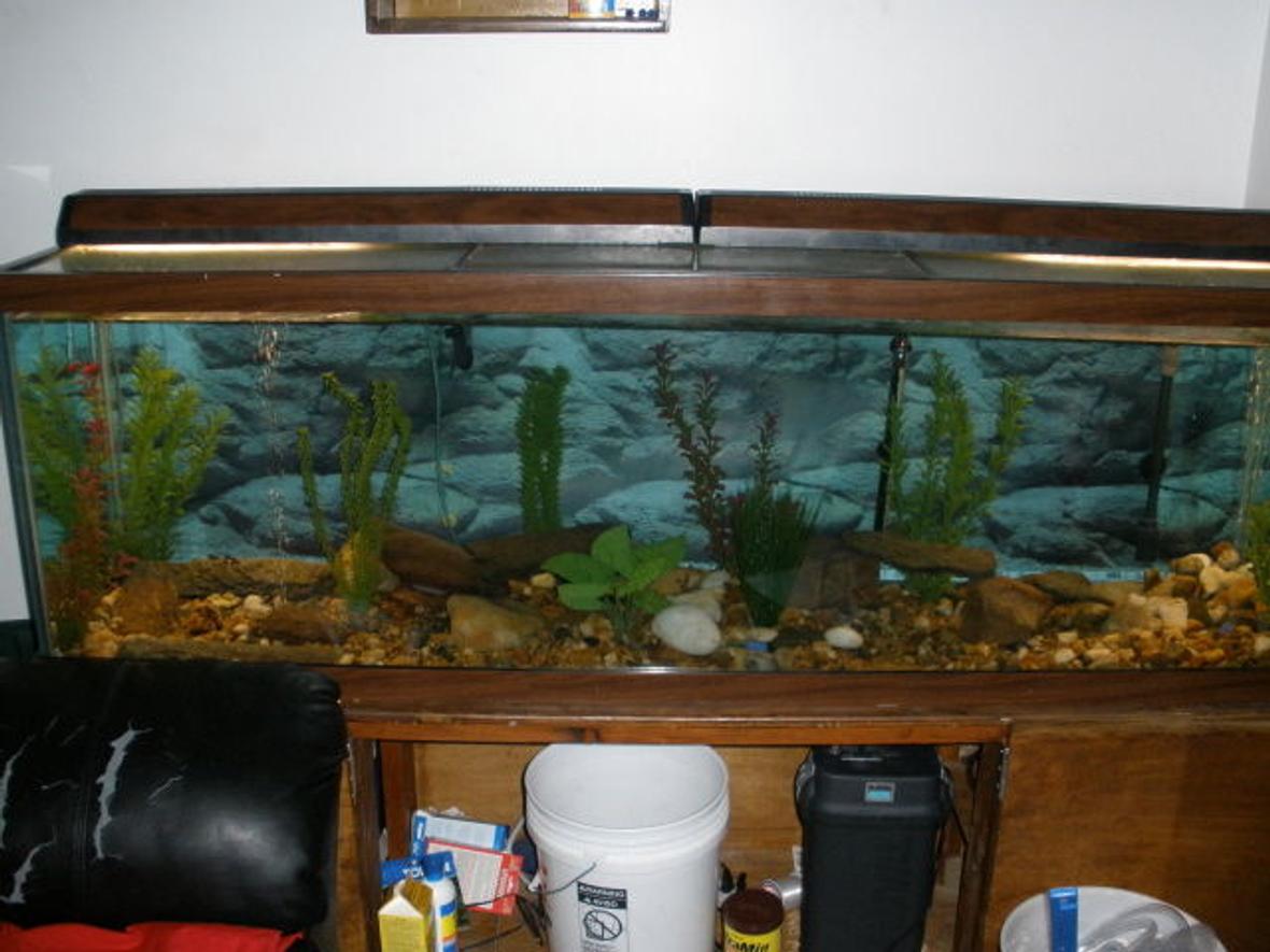 100 gallons freshwater fish tank (mostly fish and non-living decorations) - my tank