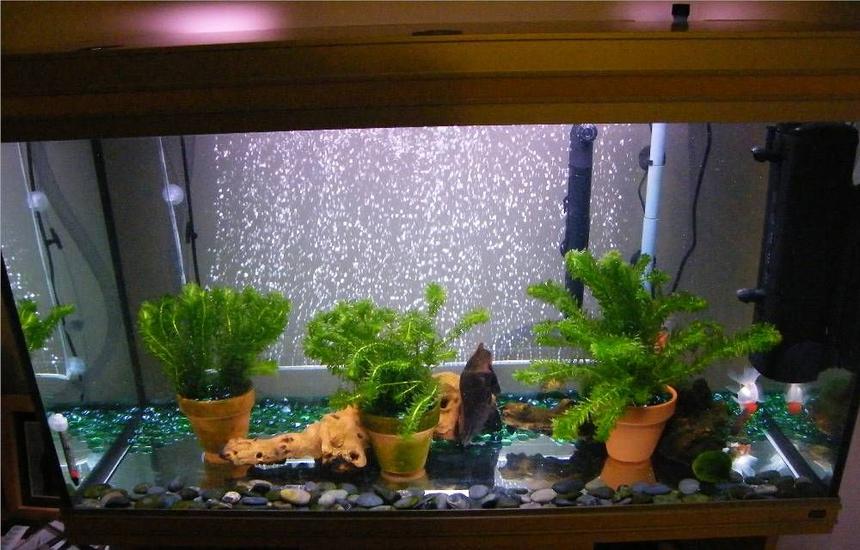 Rated #2192: 65 Gallons Planted Tank - 65 gallon rena goldfish tank. Running 2 filters - rena xp2 external and fluval U4 internal. 6 live plants and 5 marimo moss balls plus 2 mopani logs and some river pebbles. 24 inch bubble wand powered by large sera air pump and an internal heater providing a constant 20 deg C.