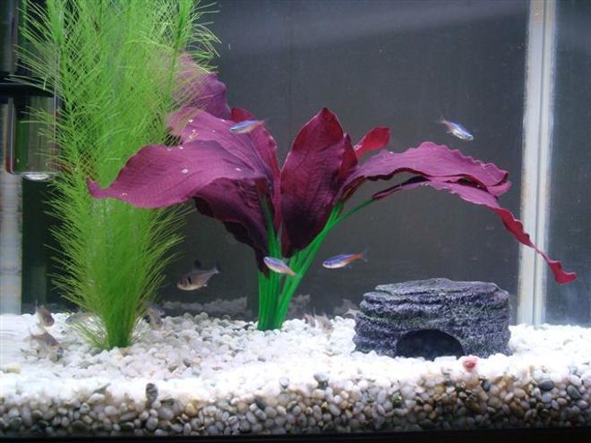 9 gallons freshwater fish tank (mostly fish and non-living decorations) - This is a full view of my tank.