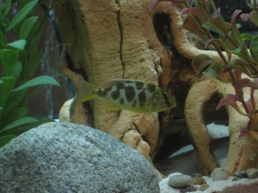 Rated #1252: Freshwater Fish - Nimbochromis Venustus - Venustus Cichlid Stocking In 60 Gallons Tank - My Haplocromis Venustus