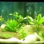 50 gallons freshwater fish tank (mostly fish and non-living decorations) - Red Jewels, Red Empress, Electric Yellows, Jack Dempsey, Blue Acei, Convict, Golden Algae Eaters, Bristlenose, Electric Blue Yabby, few other types