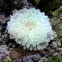 corals inverts - entacmaea quadricolor - bubble tip anemone stocking in 114 gallons tank - PINK BUBBLE TIP ANEMONE