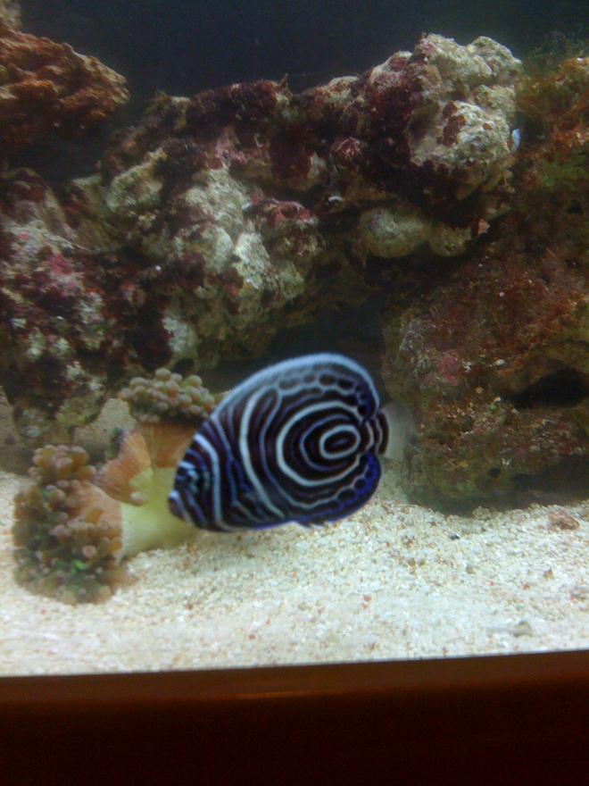 saltwater fish - pomacanthus imperator - imperator angelfish stocking in 43 gallons tank - this is gucci my baby emperor angel but she sadly passed away!