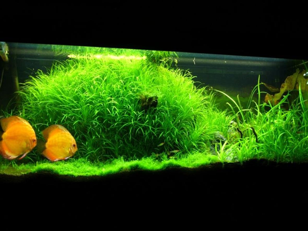 52 gallons planted tank (mostly live plants and fish) - My rio 240 planted setup