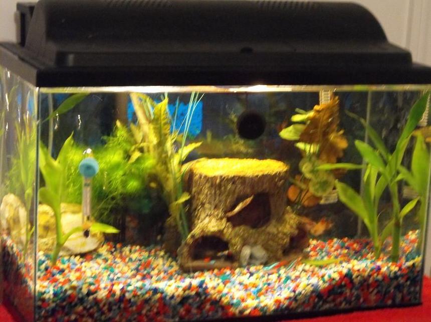 Rated #3613: 10 Gallons Freshwater Fish Tank - little girl tank